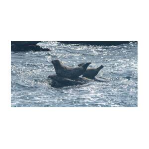 Seals Resting on Rocky Shoreline by Brandon Wichmann