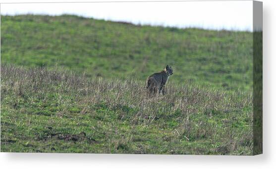 Bobcat in Point Reyes Canvas Art Print by Brandon Wichmann