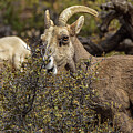 Bighorn Sheep in Zion National Park by Brandon Wichmann