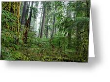 Misty Forest Silhouettes In Olympic National Park Greeting Card