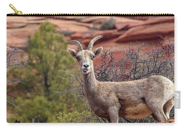 Big Horn Sheep In Zion National Park Zip Pouch
