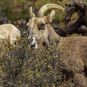 Bighorn Sheep in Zion National Park by Brandon Wichmann Bighorn Sheep in Zion National Park by Brandon Wichmann