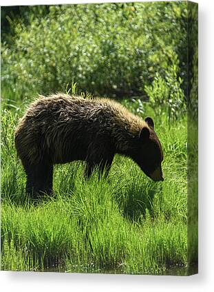 Wildlife Canvas Prints