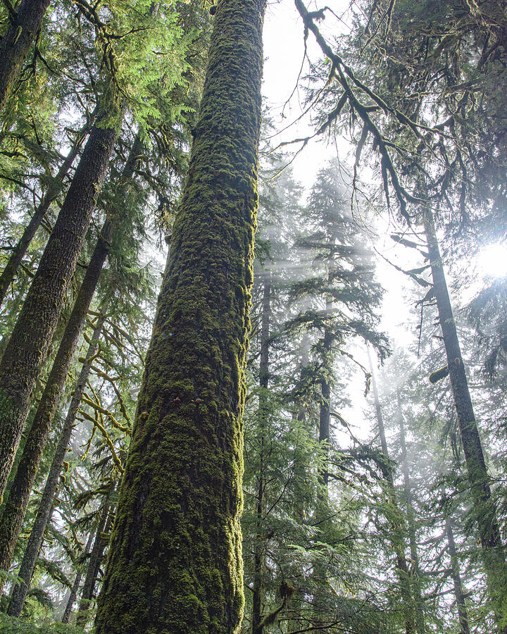 Majestic Forest Canopy in Olympic National Park
