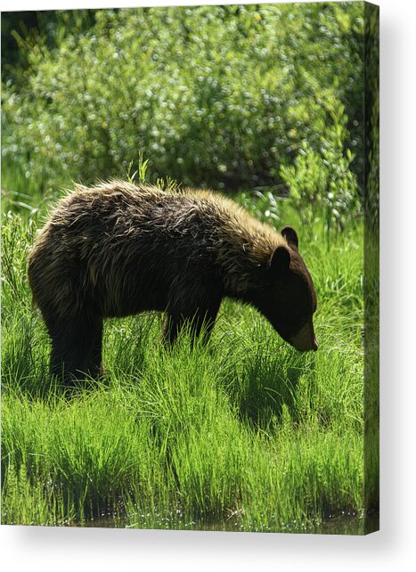 Solitary Bear In Grand Teton National Park Acrylic Print