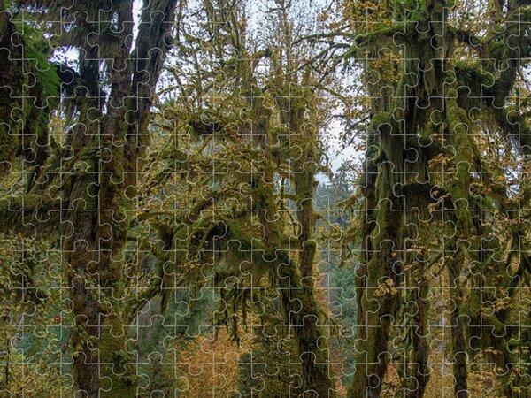 Tree Jigsaw Puzzles