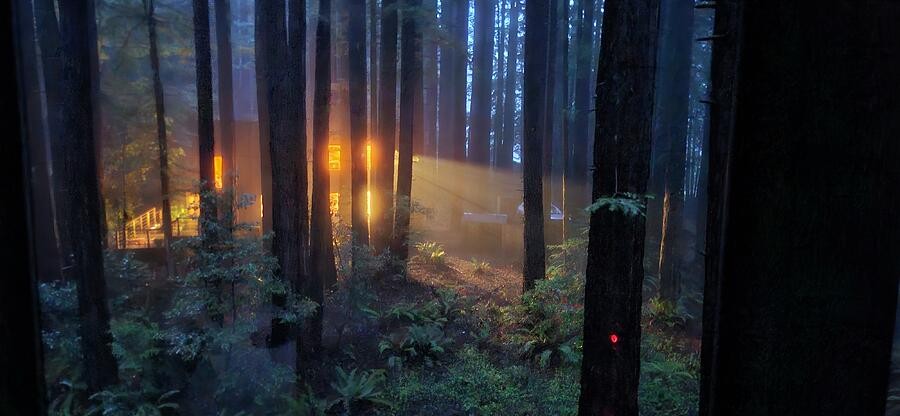 A Warm Glow Through the Forest