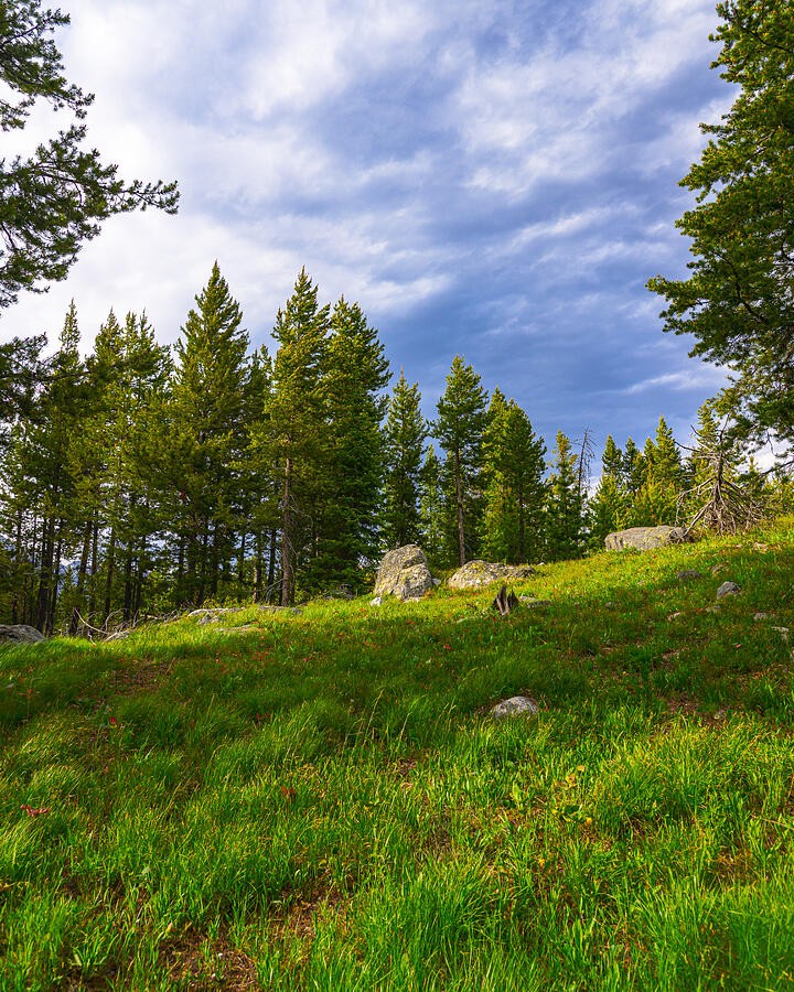 Green Meadow Beneath the Evergreens