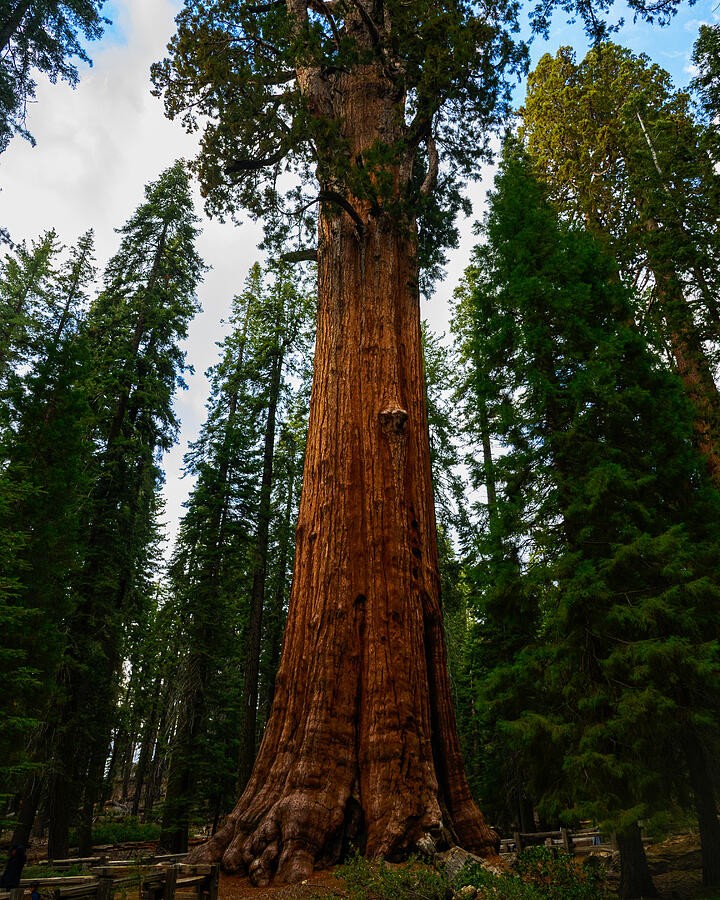 A Giant Sequoia Above the Forest Floor