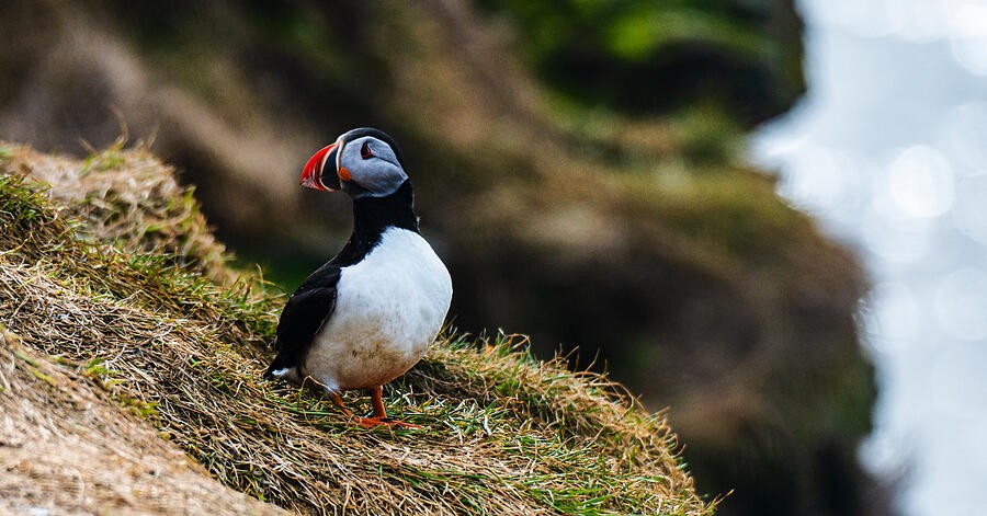 Puffin on the Grassy Cliff Edge