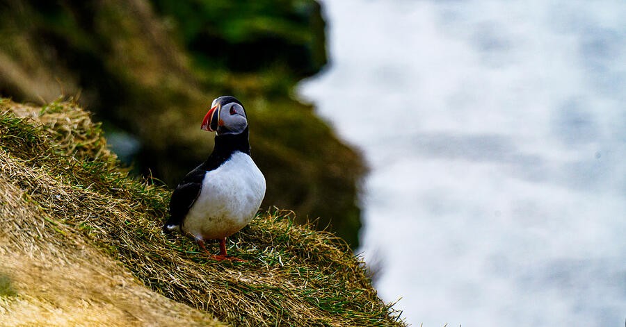Puffin Above the Pale Water