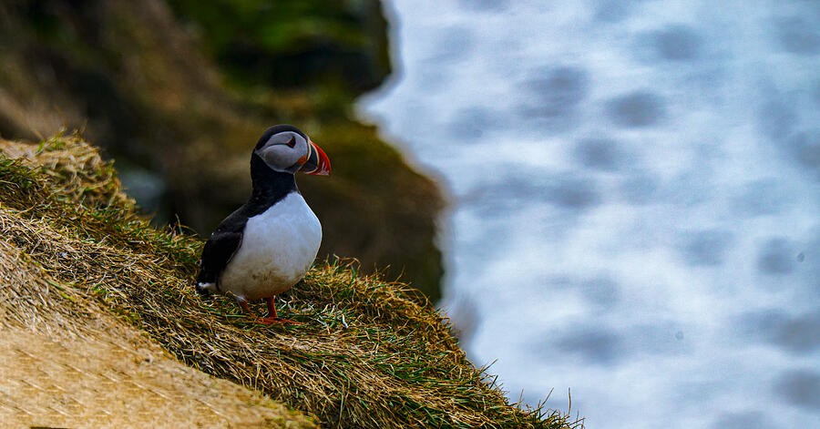 Puffin Watching the Water