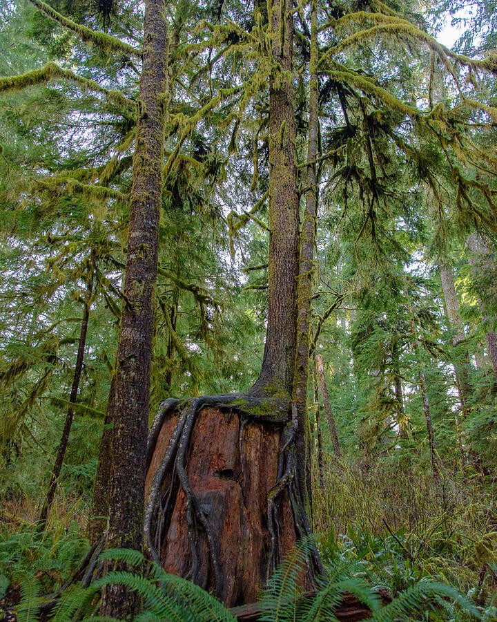 A Forest Growing Around the Old Stump