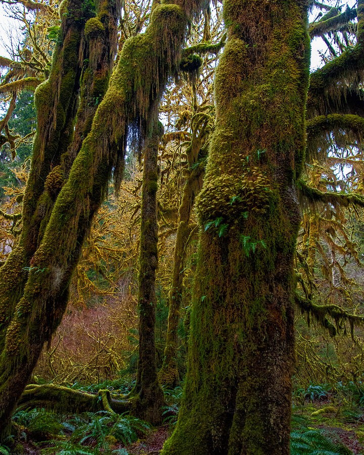 Moss Along the Ancient Forest Trunk