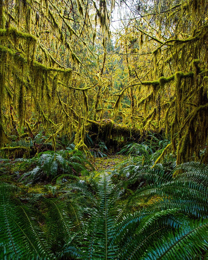 Golden Green in the Rain Forest