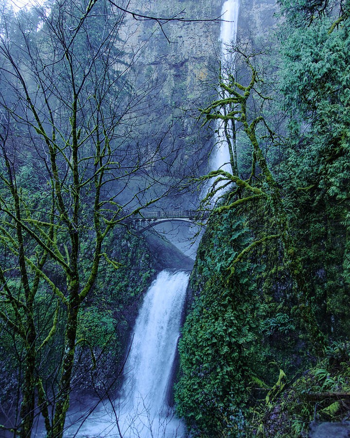 Waterfall Beyond the Bare Branches