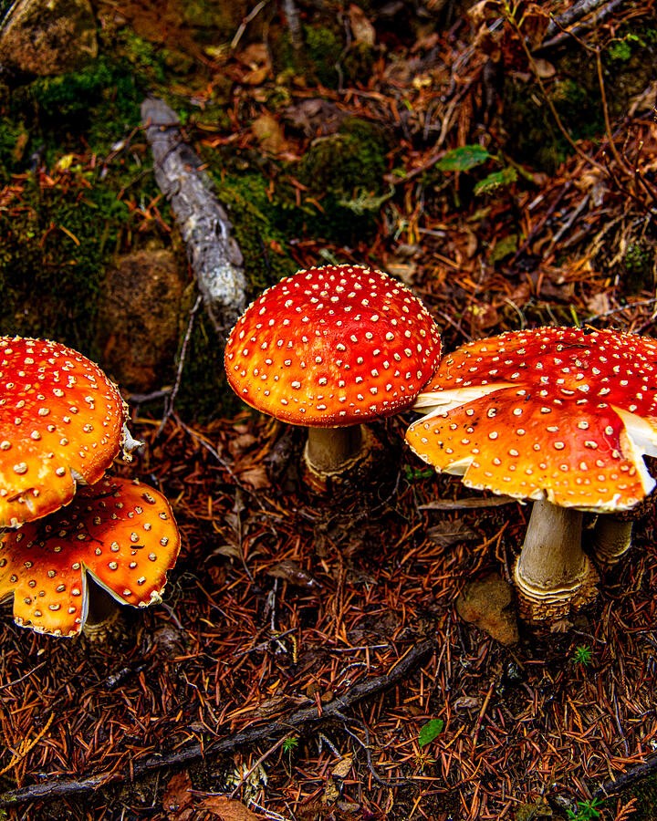 Red Mushroom Caps on the Forest Floor
