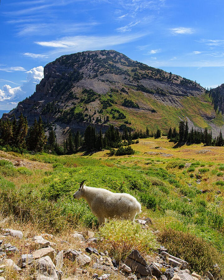 A White Goat in the High Meadow