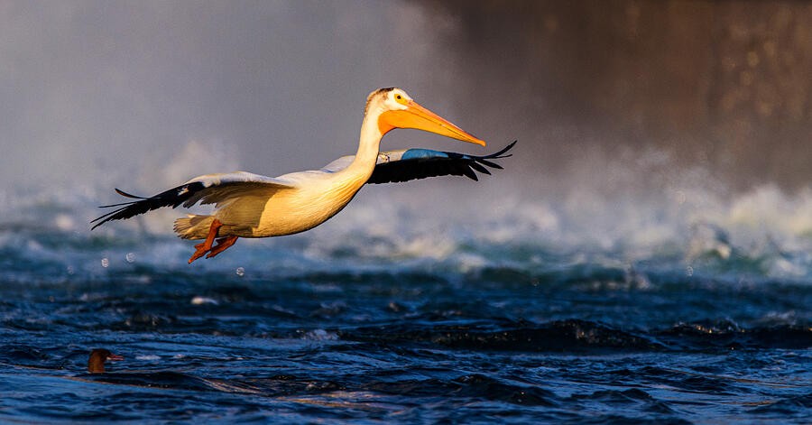 Pelican Flying Low Across the Water