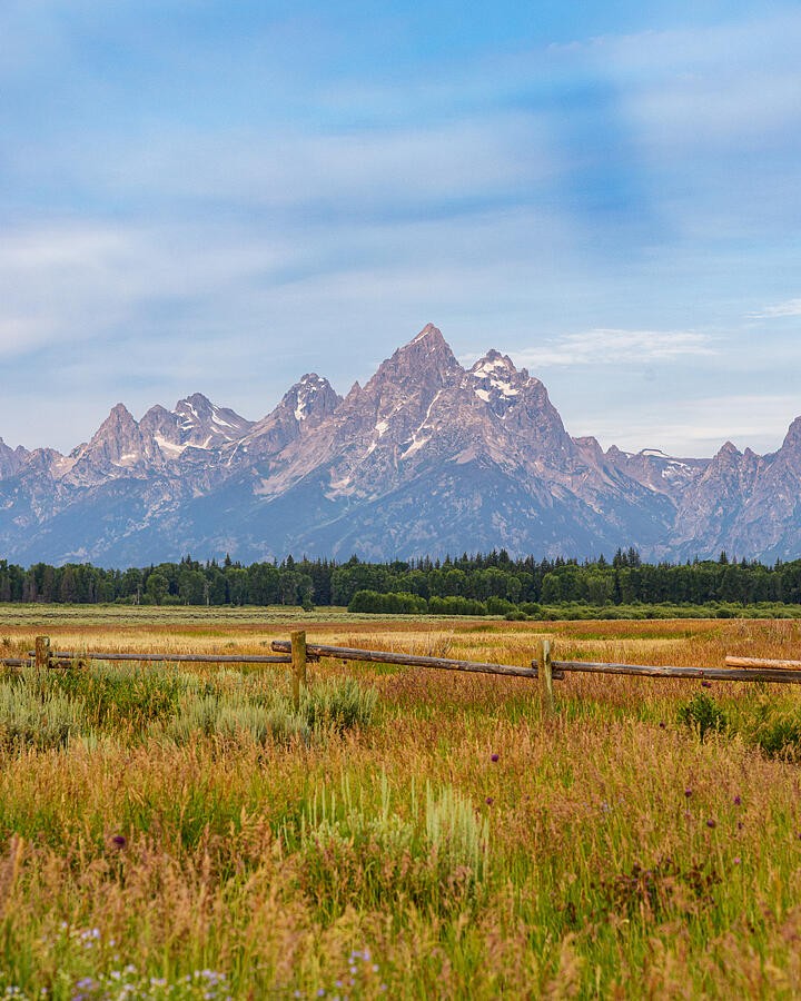 A Meadow Before the Teton Peaks