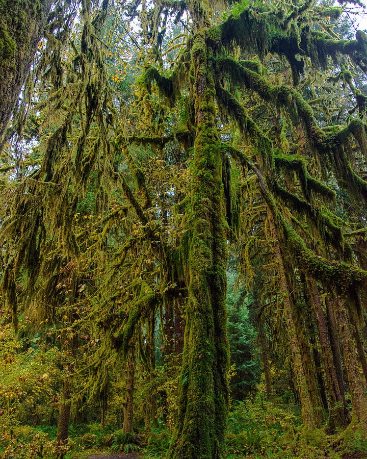 Long Moss Beneath the Forest Branches