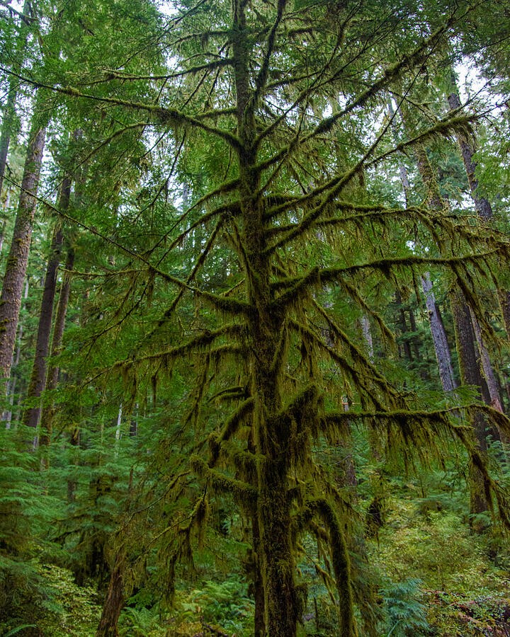 Green Moss Along the Tall Forest Trunk