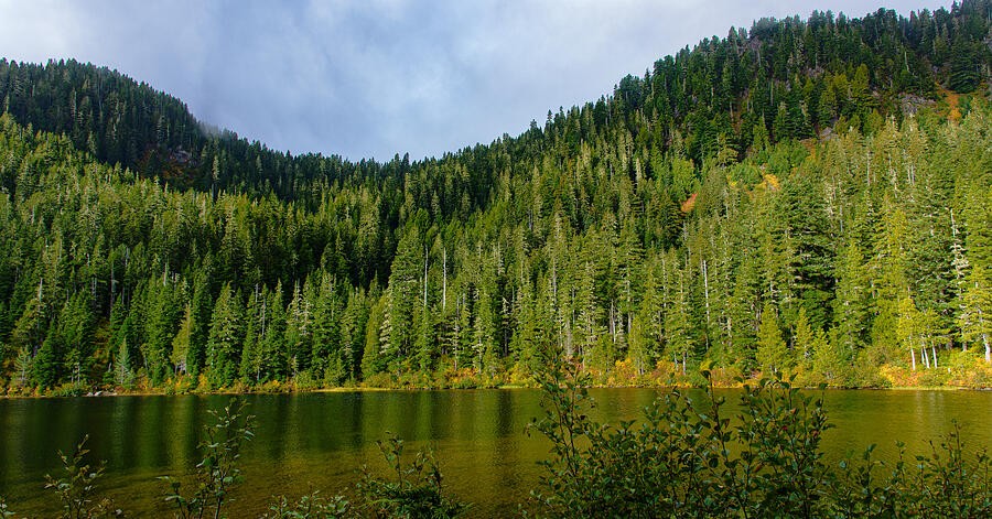 Evergreen Reflections Across the Lake