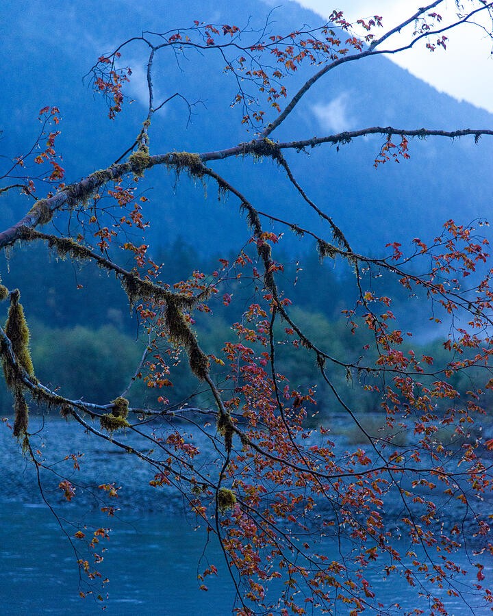 Autumn Branches Against the Blue Ridge