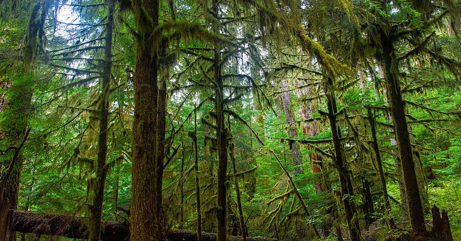 Green Light Beyond the Forest Trunks