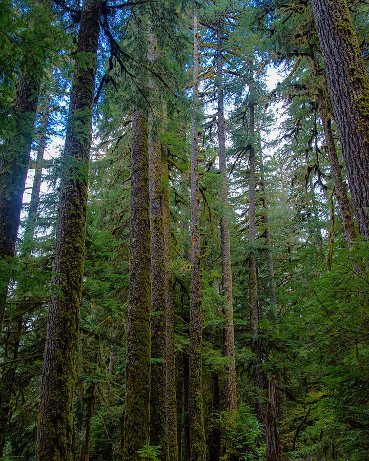 Tall Trunks Beneath the Forest Canopy