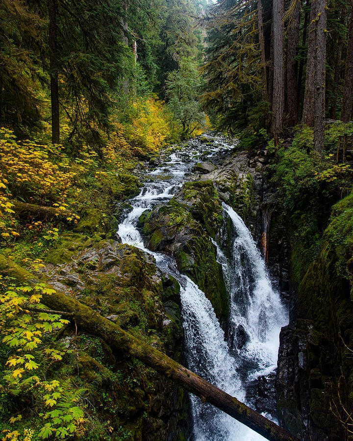 White Water Through the Autumn Forest