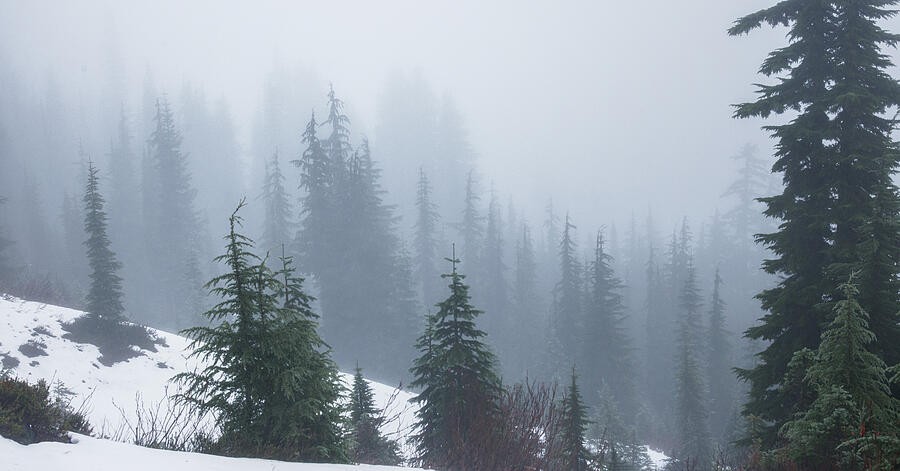 Evergreens Fading into the Snowy Mist