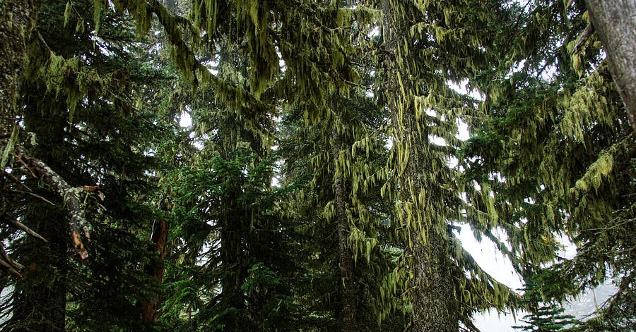 Long Moss Across the Forest Canopy