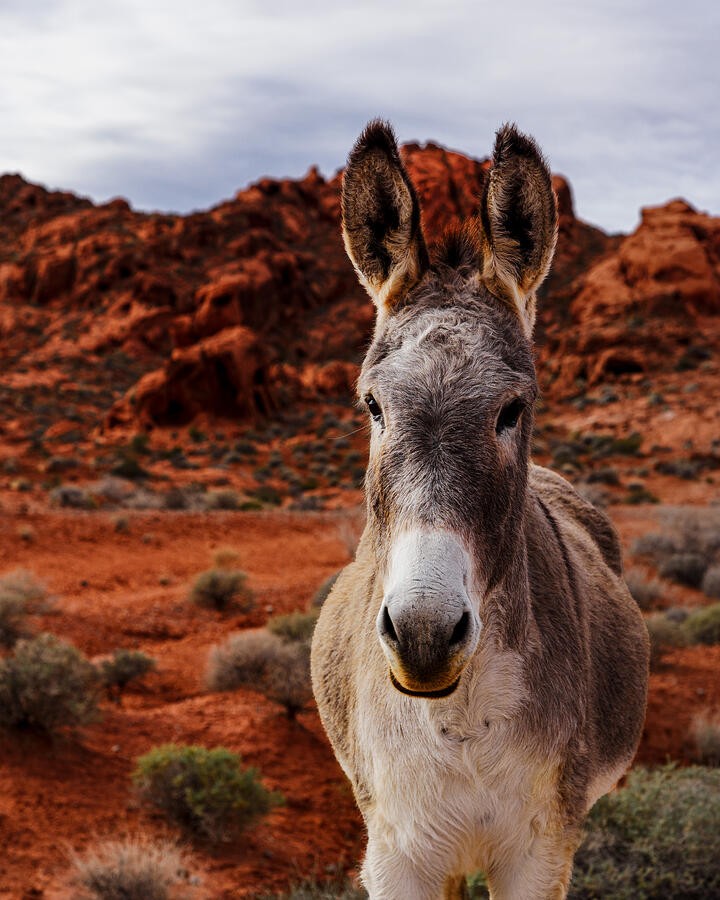 A Burro Beneath the Desert Sky