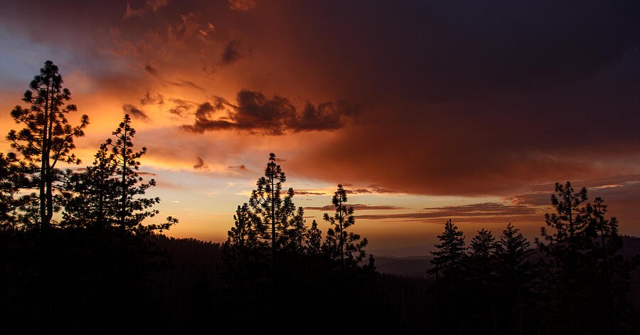 Orange Clouds Above the Pine Silhouettes