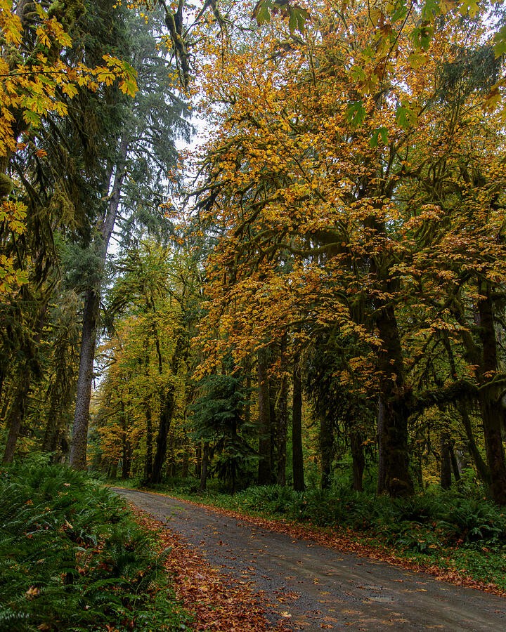 The Autumn Road Beneath the Tall Canopy