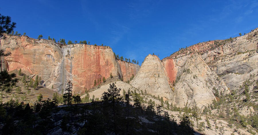 Warm Canyon Walls Above the Dark Pines
