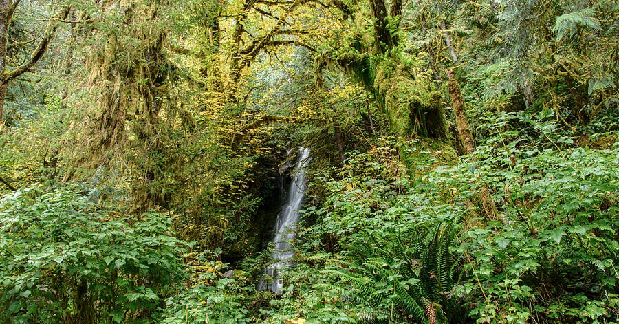 A Small Waterfall in the Green Forest