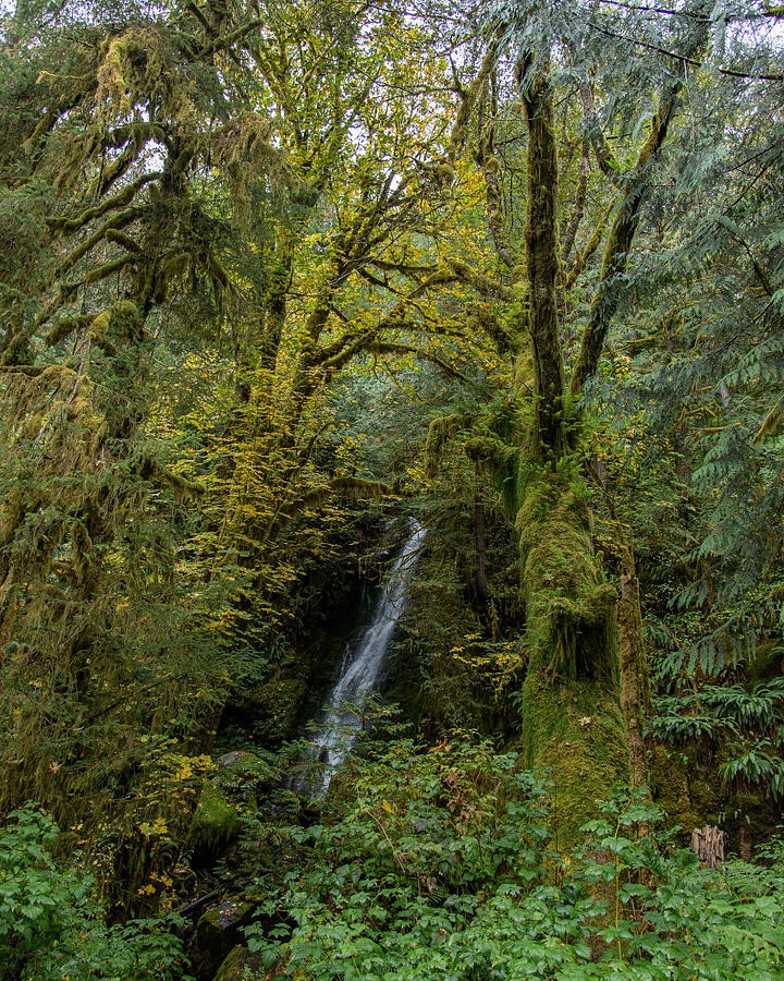 Water Falling Beneath the Mossy Branches
