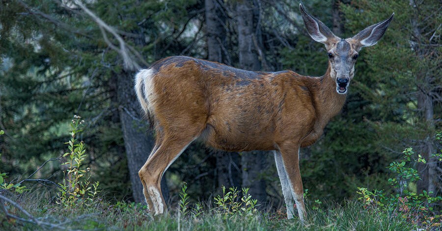 A Deer at the Forest Edge