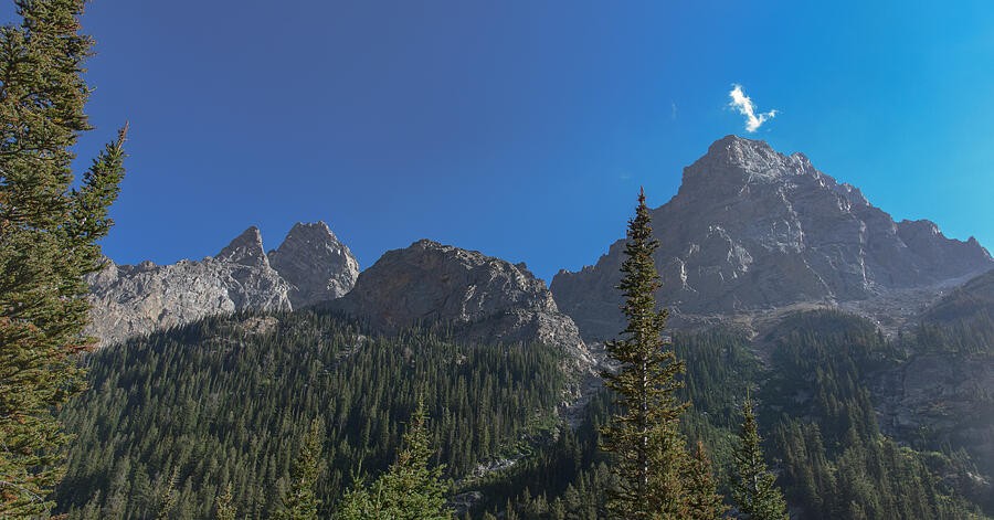 A Lone Pine Before the Mountain Wall