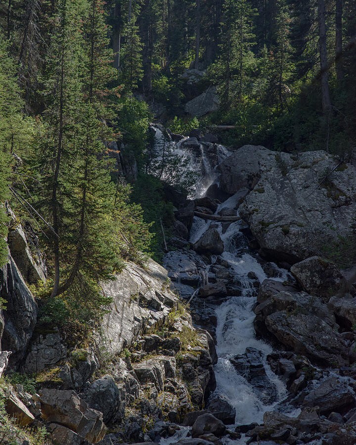 White Water Between the Forest Boulders