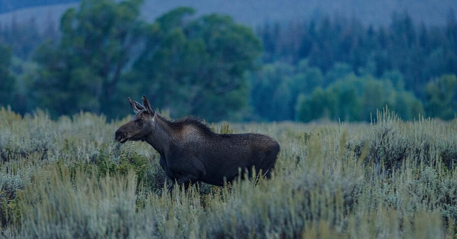 A Moose Among the Tall Grasses