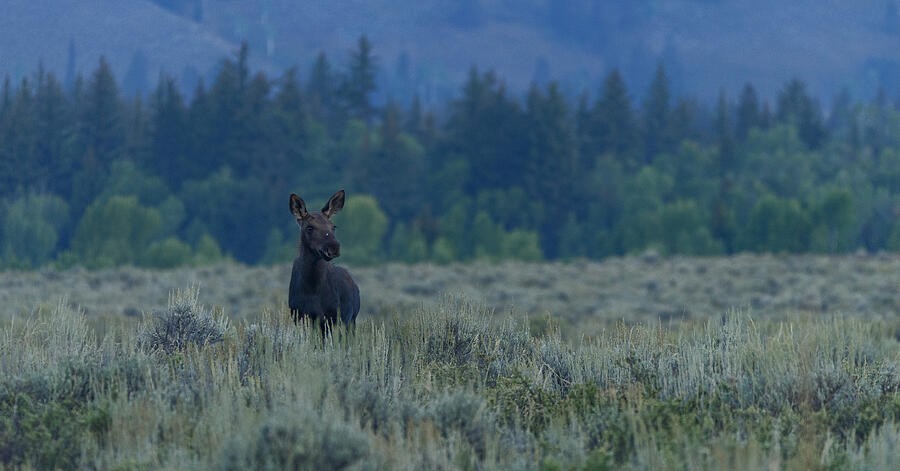 A Moose Looking Across the Meadow