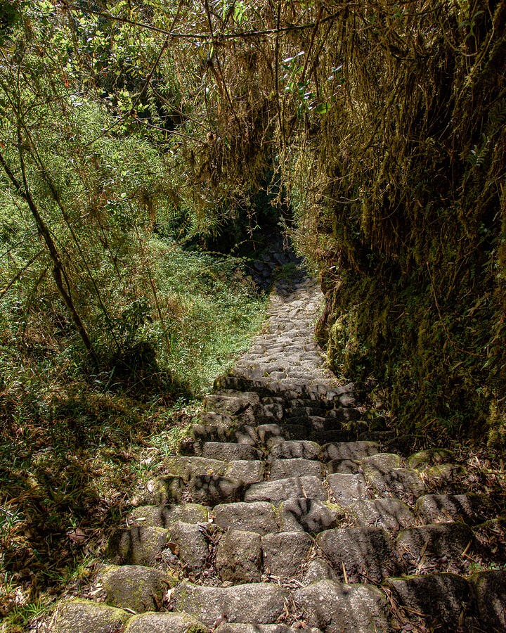 Stone Steps Through the Hanging Moss
