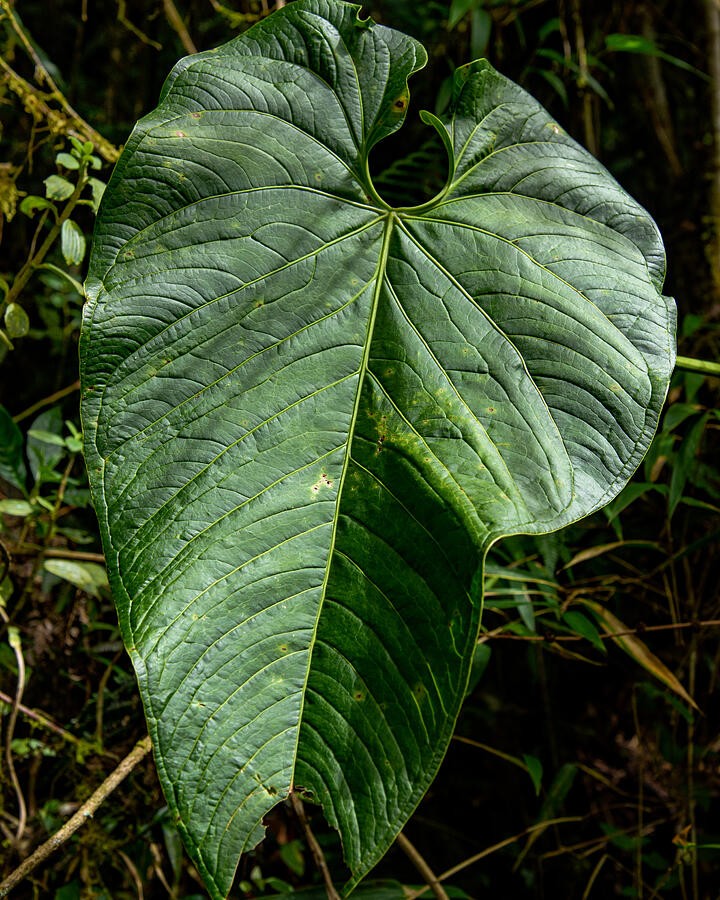 A Heart-Shaped Leaf in the Forest Light