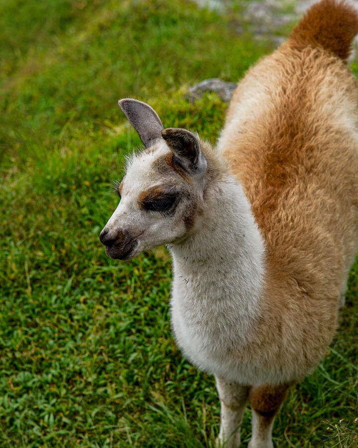 A Cream and Brown Animal on the Green Grass