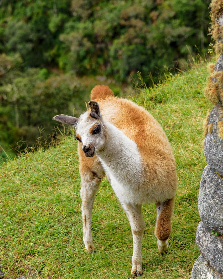 A Woolly Animal Beside the Grassy Path