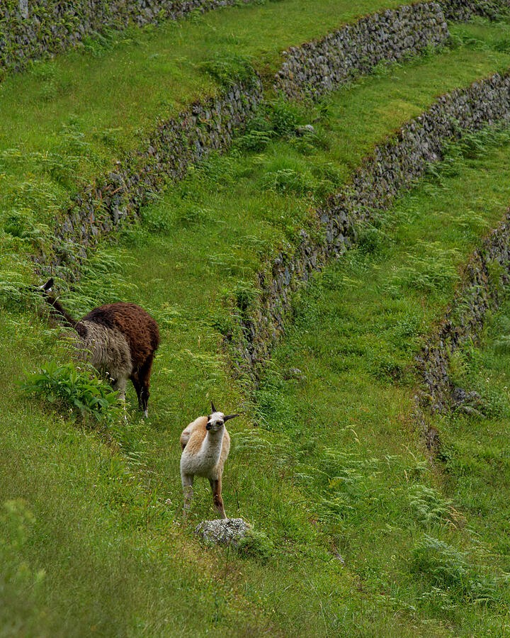 Two Grazing Animals on the Green Terrace
