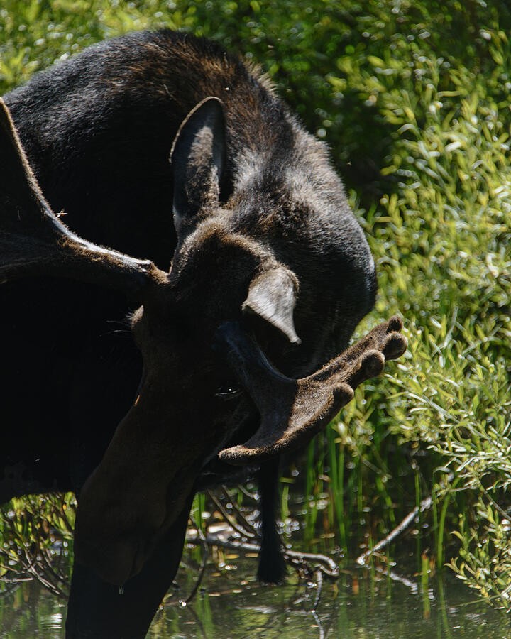 A Moose in the Deep Woodland Shade